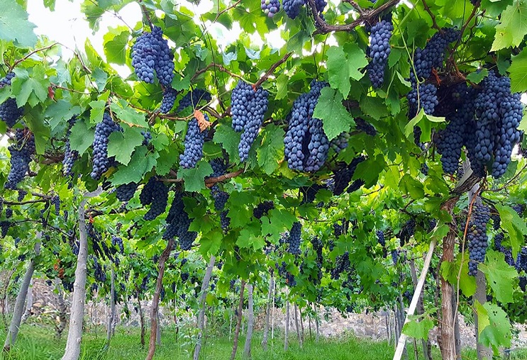 Khám phá hương vị nho đỏ Malvasia Nera